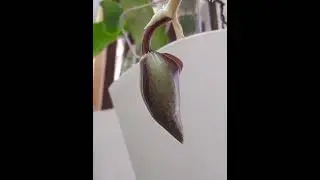 Как расцветал мой Catasetum Gerchard Leiste.