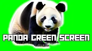 CUTE PANDA GREEN SCREEN !!!!! 