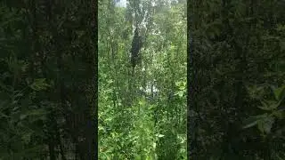 1.06.2024 г. Первый рой.