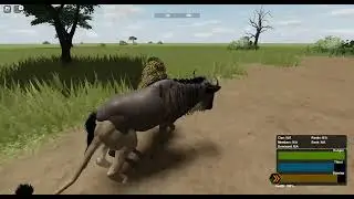 lion chasing wildebeest and starts doing cool tricks