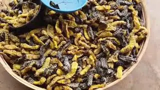 Mopane Worms are in season/Mpika, Zambia 