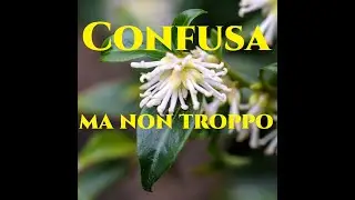 Sarcococca confusa la pianta che profuma l'Inverno Giardinaggio Gardeners World Christmas Box