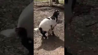 ПРиключения козла, прикол