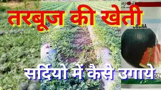 तरबूज की खेती।tarbuj ki kheti kaise kre।watermelon farming।sardiyo me kaise ugaye।