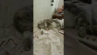замуровали!!!! #коты