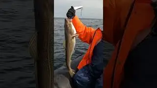 ПОСЛЕДНЯЯ РЫБА В МОРЕ