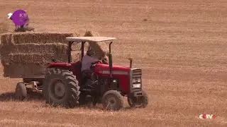 Drought Expected to Slash Morocco's Cereal Harvest by 43% This Year