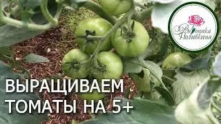 ЧТОБЫ ТОМАТЫ РОСЛИ НА 5+