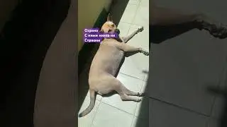 Частное охранное агентство 