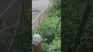 #shorts #shortvideo #cat #catstalking #funny  Встретились два одиночества !