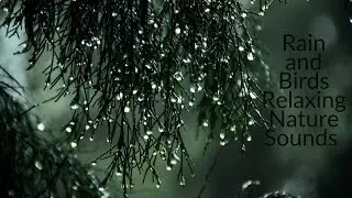 Rain and birds relaxing nature sounds | Stress Relief , Relaxation , Meditation