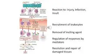 Inflammation 2