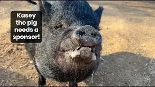 Sponsor Kasey the Smiling Pig 🐷