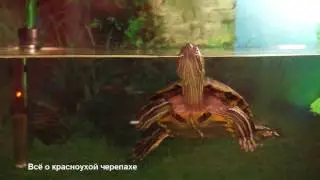 Обращение нашей черепашки к подписчикам!