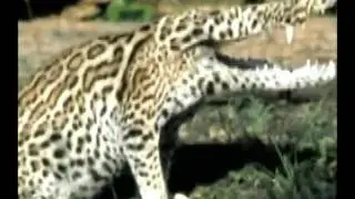 Scary photoshopped animals collection