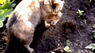 Шок! Слабонервным не смотреть!!!