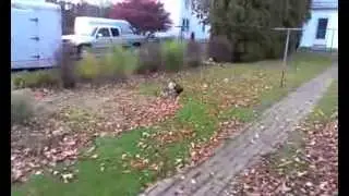 Chicken Humps Bunny