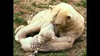 ЛУЧШИЕ ПРИКОЛЫ С КОТАМИ,СОБАКАМИ #112Смешные Животные 2014Funny fail animals 2014!!2