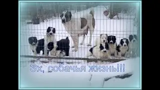 Собачья жизнь. Питомник 