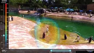 What the noise of penguin chatter looks like