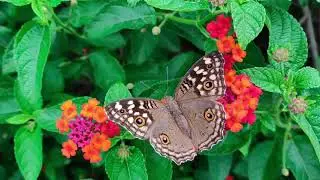 Nature Stock Video 3 | FREE STOCK VİDEO 4K | NO COPYRİGHT VİDEO | 2021