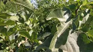 Дерево инжира с прививками  27-ми сортов на нем. Multi-grafted  fig tree