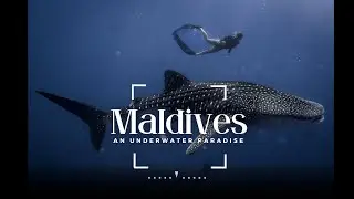 WE SAW A WHALE SHARK!