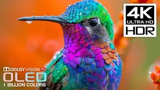 ONLY REAL OLED Demo | 4K HDR 120fps | Dolby Vision (8K/4K Video TV)