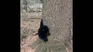 Cute Little Baby Black Bear Tries To Climb Over Tree