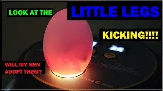 INCREDIBLE VIEW CANDLING BABY CHICK