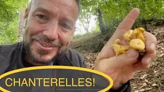 How to find and identify Chanterelle mushrooms- Cantharellus cibarius