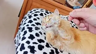 Игрушки Барсика такие разные - стяжка