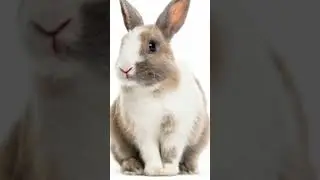 Domestic Animal Names with Images|Learn Domestic Animal Names In English|Basic Domestic Animals|