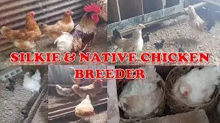 Silkie & Native Chicken Breeders