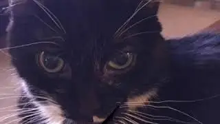 Maddy the Cat loves Obama
