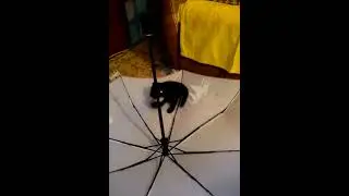 чем занять котенка пока .........