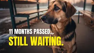 He Waited at the Bus Stop for 11 Months — But His Owner Was Never Coming Back