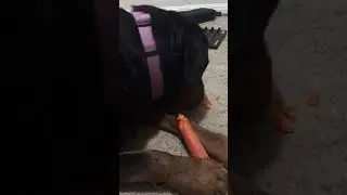 Healthy dog