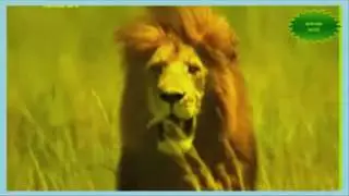 Big Animals Mating Catch on Camera | animals eating other animals | animals fighting with animals