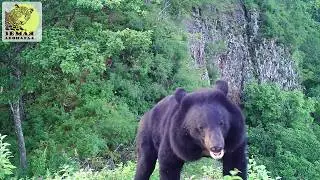 Медведь 