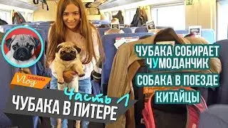 Chewbacca in St. Petersburg (Part 1) / Dog on the Train / Chinese / Chubaka Vlog!