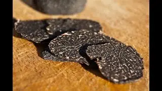 L’œuf et la truffe noire du Périgord par Vincent Arnould