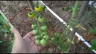 Запустила теплицу!!! Срочно спасаем томаты!!!