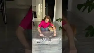 📦 Unpacking 🤩 #animals #dog #shorts