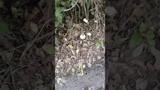 Шампиньоны как приятный бонус к огороду