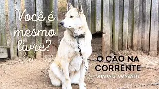 O cão na corrente - Mensagem de reflexão sobre a vida e mudança pessoal