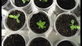 Катарантус.  Пикировка.  Catharanthus. Swordplay.