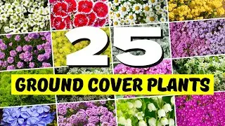 Top 25 BEST Ground Cover Plants to Make Your Garden Look AMAZING! ✨