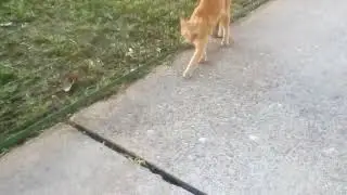 07.09.2024. / 15:49 ☀️🌞 Cat ( Mačka ) 🐈