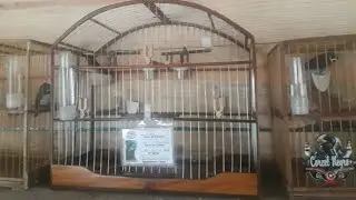 Manejo pra Coleiro que não canta de cara